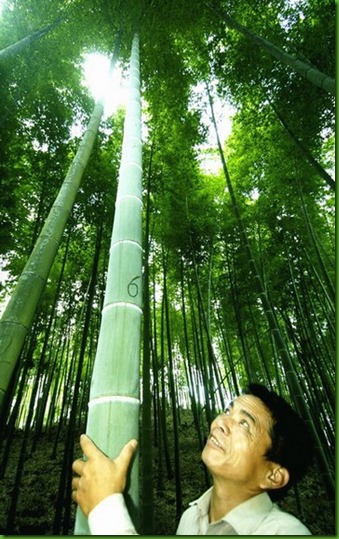 Bambu Mosso Bambu Mosso