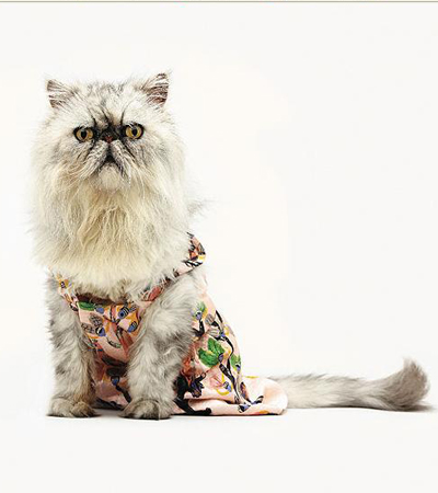  Fashion Show on Cat Fashion Show