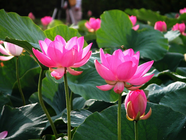 Beautiful Lotus HD Wallpapers Free Download