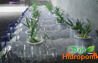 Ide Terbaru 20+ Hidroponik Dari Botol Bekas