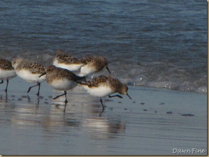 Nummy Island, NJ_20090520_096