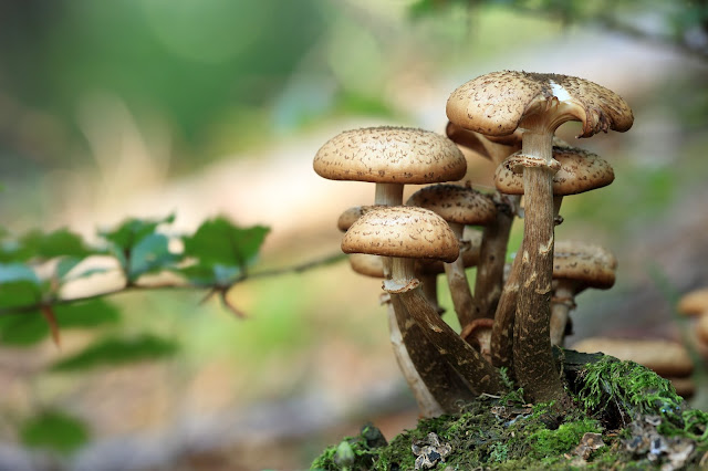 close-up, macro, mushrooms, wallpaper desktop,