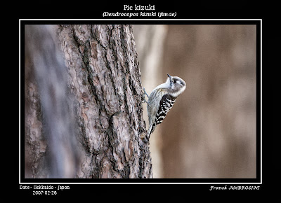 Japanese pygmy Woodpecker