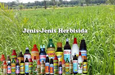 Pengertian Herbisida Dan Jenis-Jenisnya