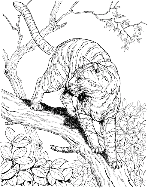 Tigers Animal Coloring Page For Kids Pages