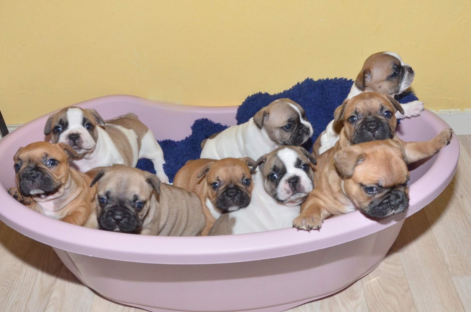 Mai Line A Des Bebes Bouledogues Francais Saison 2