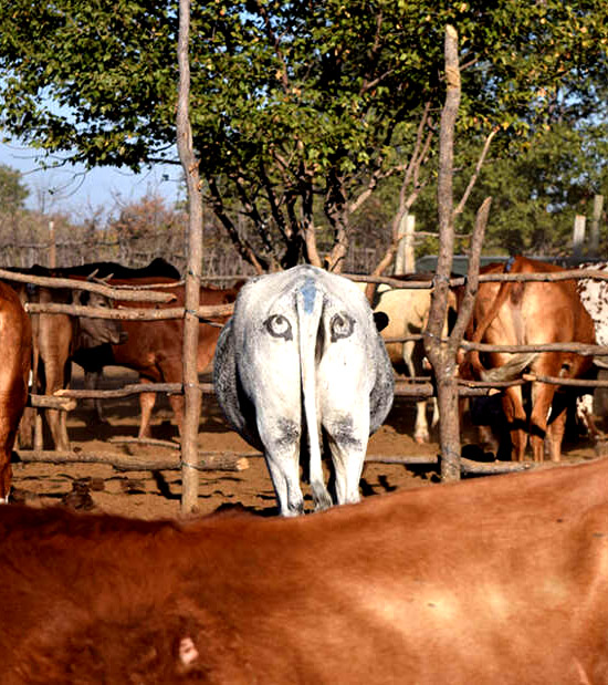 Olhos pintados em vacas