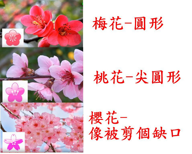 「櫻花的區別 pclin」的圖片搜尋結果