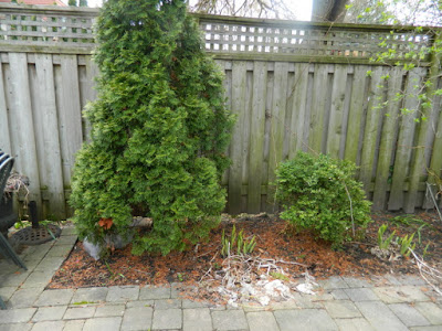 Toronto Greektown Spring Cleanup Back Garden Before by Paul Jung Gardening Services--a Toronto Organic Gardener