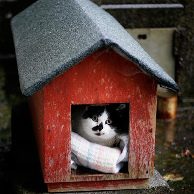 foto kucing imut, lucu, cantik