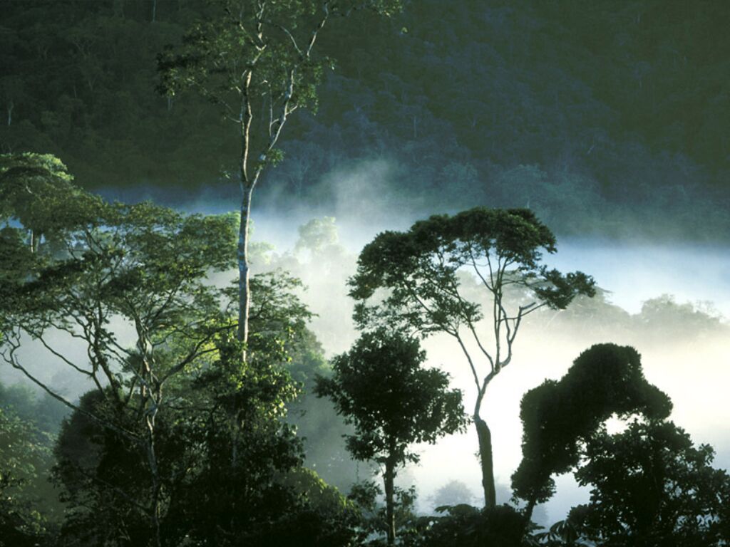 Pengertian Ekosistem Darat Dan 6 Bioma Beserta Gambar  Dan 
