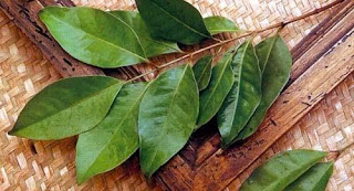 Obat Darah Tinggi-Daun Salam