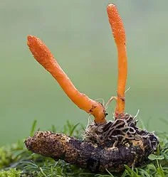 Cordyceps Mushroom Training In Beed