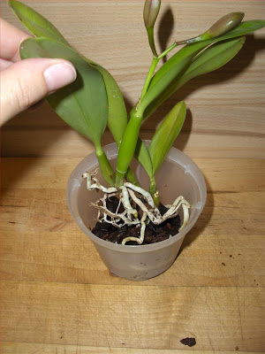 Repotting Cattleya orchid in bark and sphagnum moss, place the plant