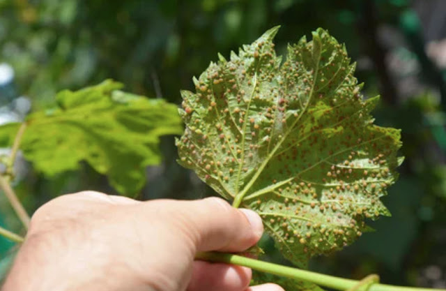 Weeds and Plant Diseases That Can Destroy Your Kitchen Garden
