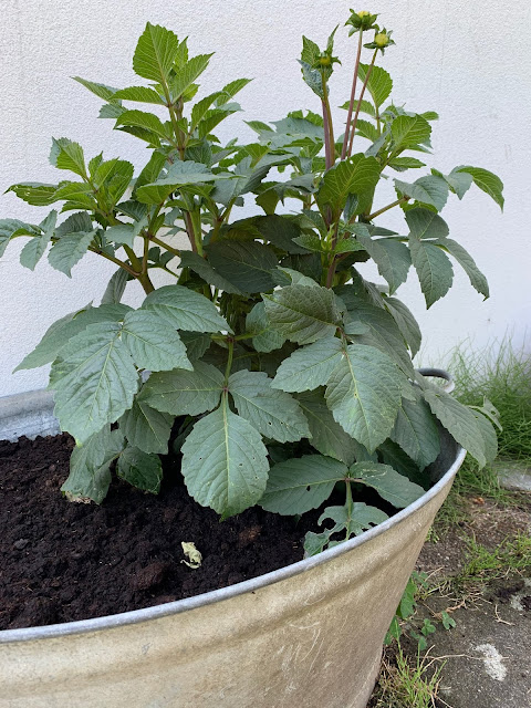 Dahliaplante plantet i stor zinkbalje.