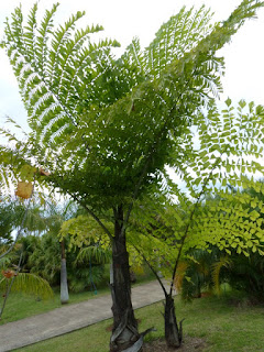 Caryota obtusa 