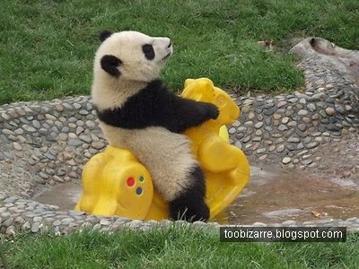 Funny panda pictures Funny Animal
