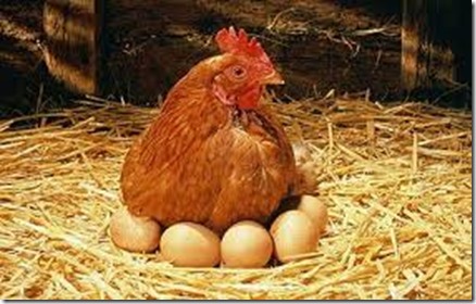 Red-Hen-with-eggs