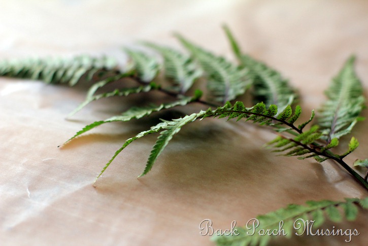 fern15