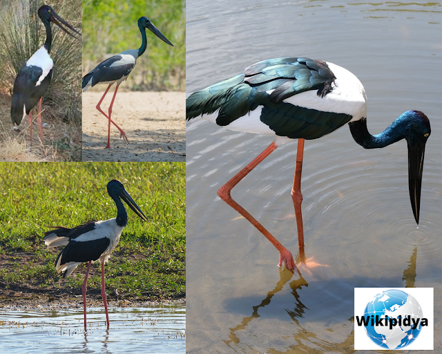 How Many Species Of Storks? The part one, The Storck, The white stork, Wood stork,The black stork, Marabou stork, The Asian openbill, Black-necked stork, The painted stork, The Saddle-billed stork, The Yellow-billed Stork, and The Greater Adjutant