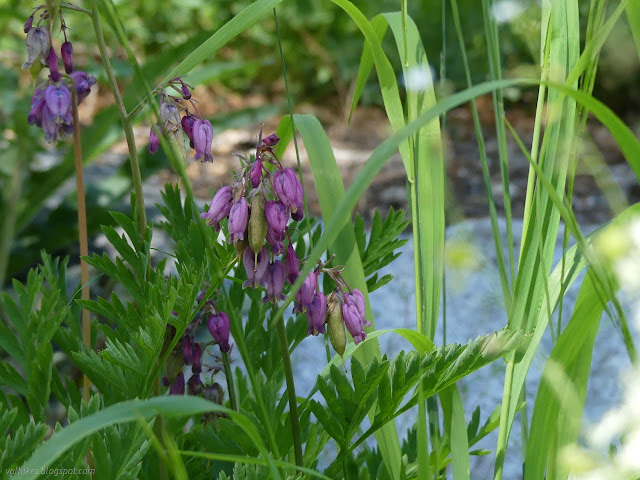 123: purple bells