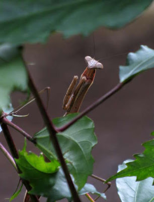 praying mantis