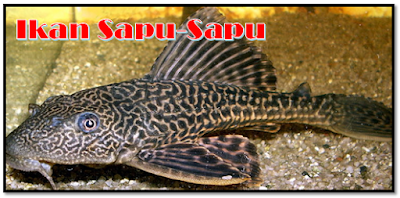 Ikan Sapu-Sapu