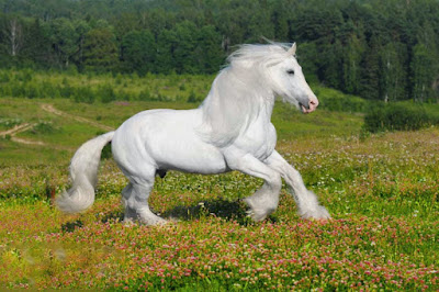LATEST HORSE HD WALLPAPER FREE DOWNLOAD 46