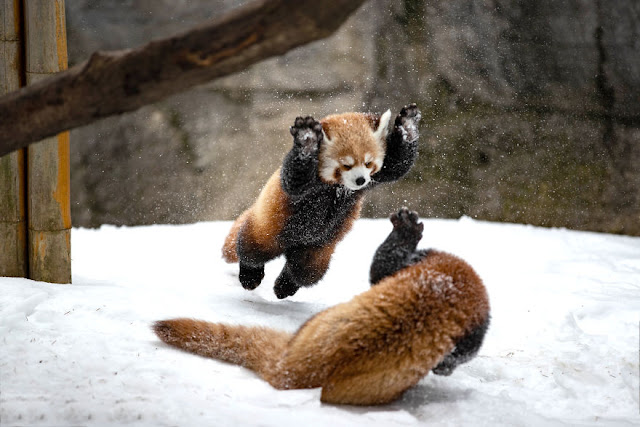 Red Panda - Panda Rojo