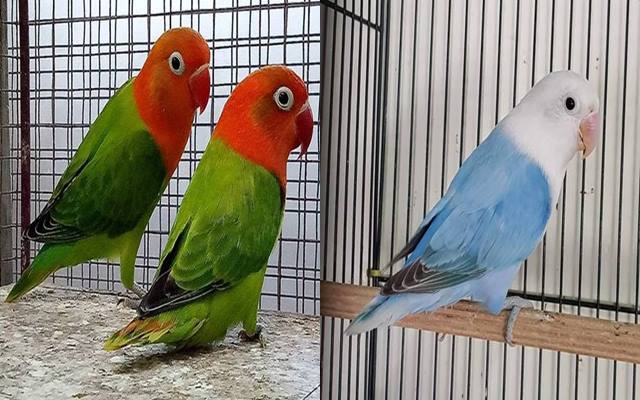 11 Jenis  Warna  Lovebird  Termahal Dan Tercantik Paling 