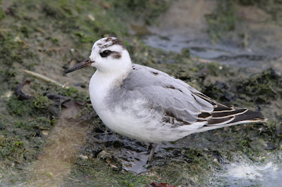 Bûnte Wettergril - Rosse Franjepoot - Phalaropus fulicarius