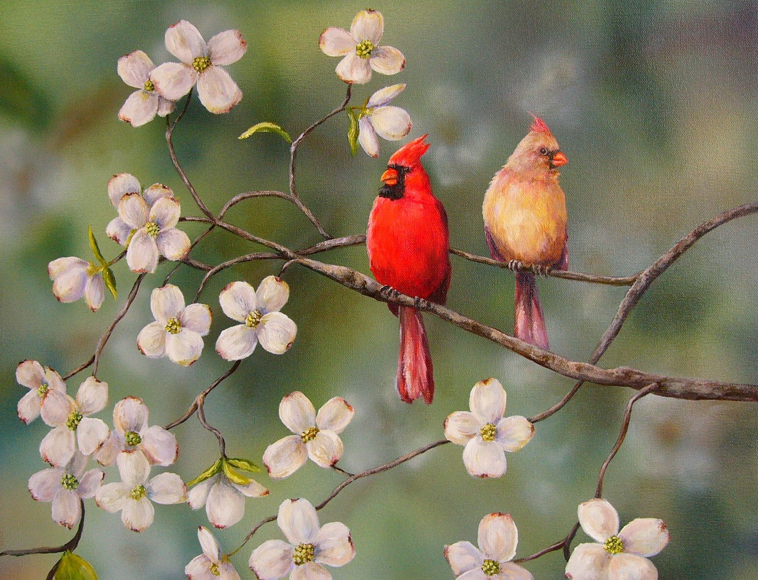 Wild life: Cardinal | wild birds