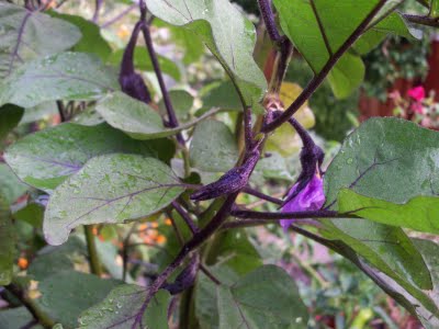 KLASIFIKASI TUMBUHAN BERBIJI Terong ungu Solanum 