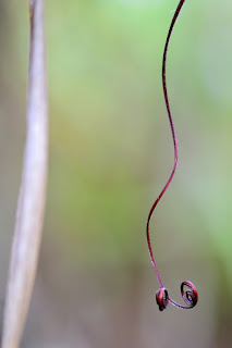dry jungle tendril swirls with bokeh background