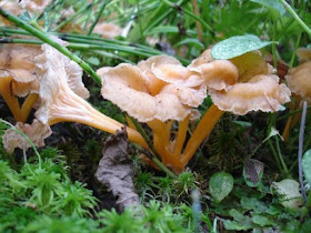 Pieprznik żółtawy Cantharellus tubaeformis var.lutescens