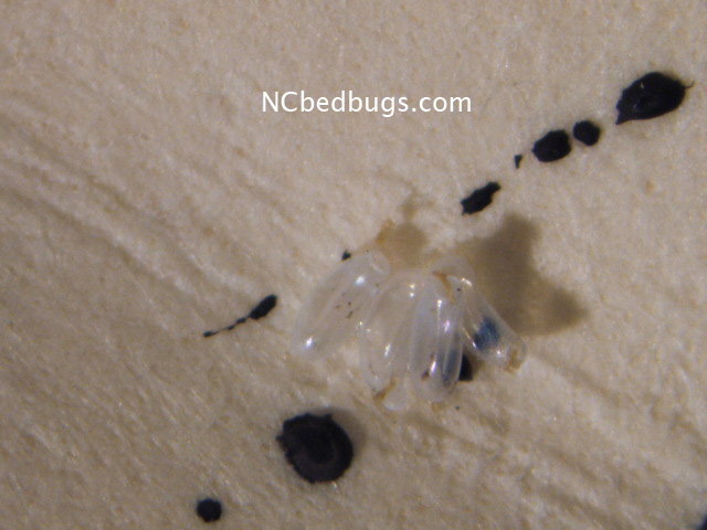 Bed bug eggs look like... | NC Bed Bugs