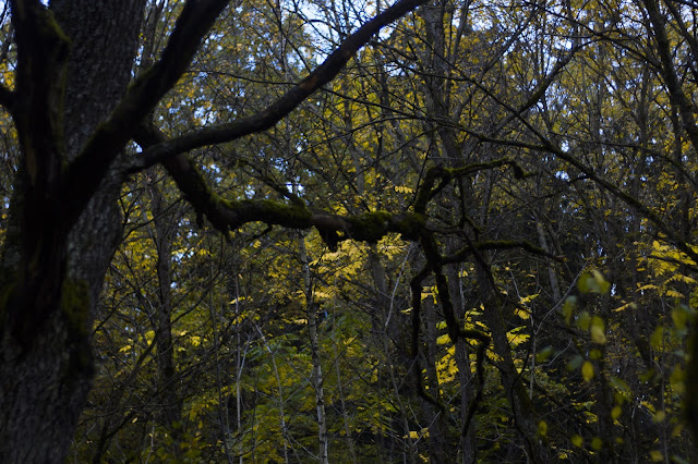 Autumn in Minsk park