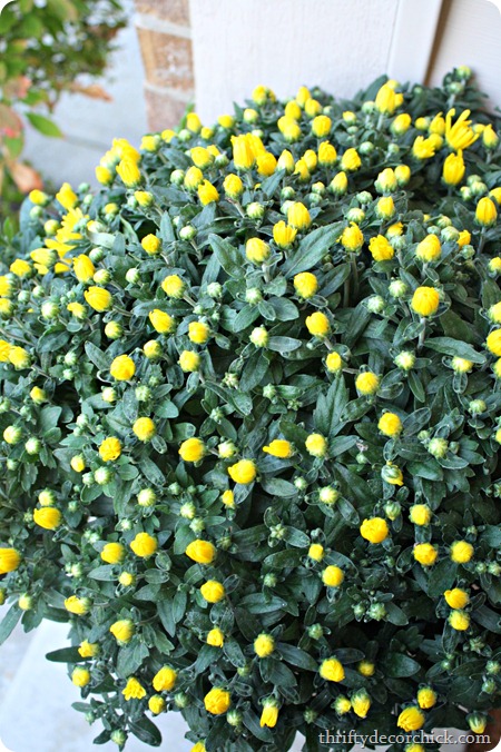 yellow mums fall