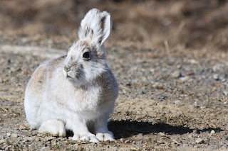 Hares