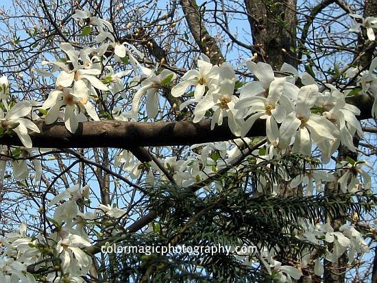 star magnolia tree pictures. star magnolia tree pictures.