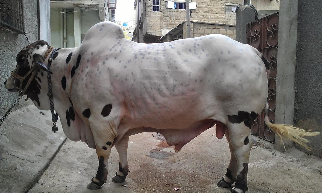 Cow Mandi in karachi Sohrab goth Malir Halt - Rawalpindi
