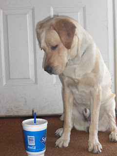 Photo of Toby in a sit staring at my Coco-Cola icy