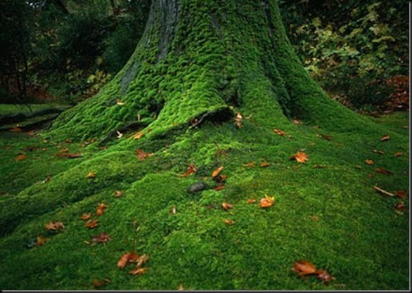 Beautiful Jungle Photos