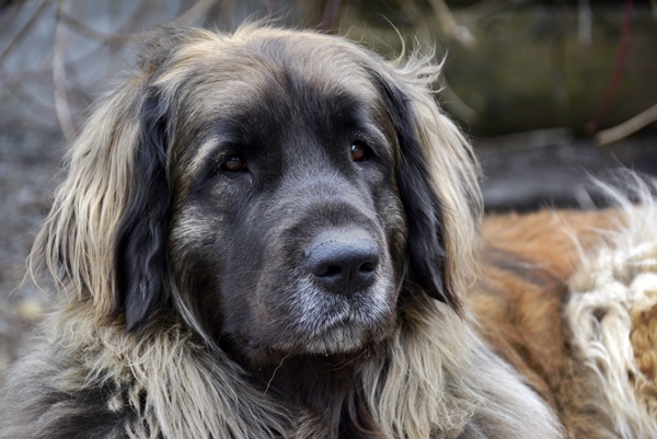 leonberger