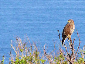 bird in right side of frame, ocean view