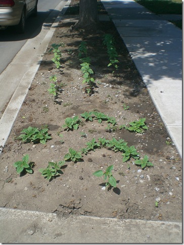 Garden 001