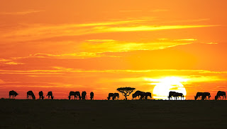 Safari in Tanzania