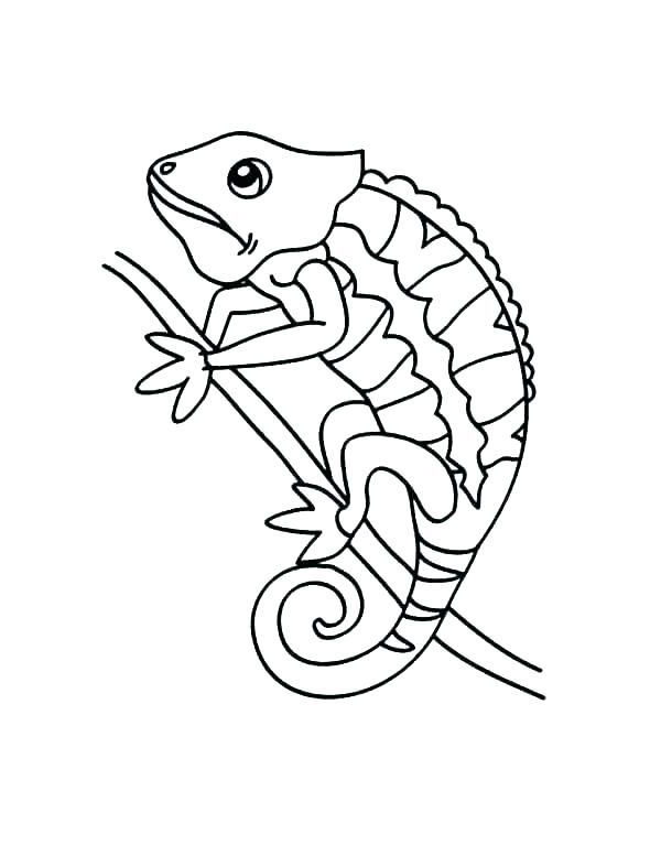 animals coloring page