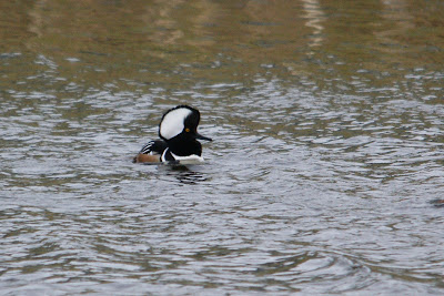 - Kokardezaagbek - Lophodytes cucullatus